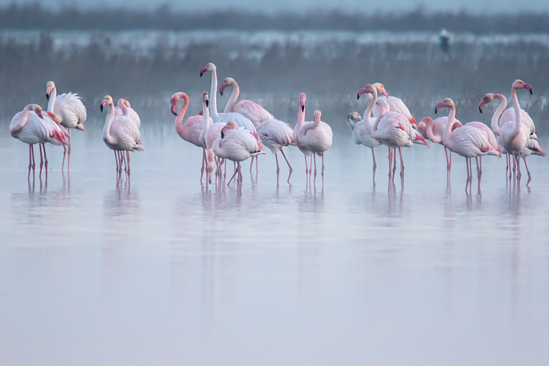 Los flamencos y la niebla