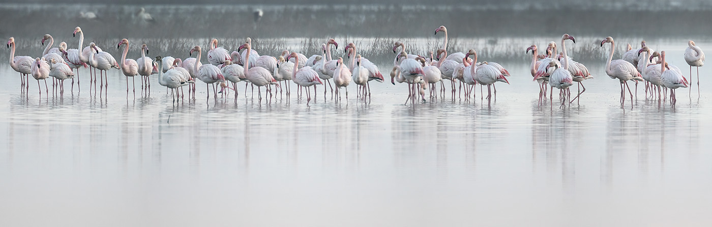 Flamencos entre la niebla