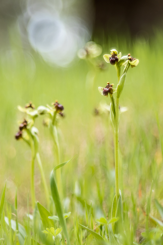 Ophrys bombiliflora