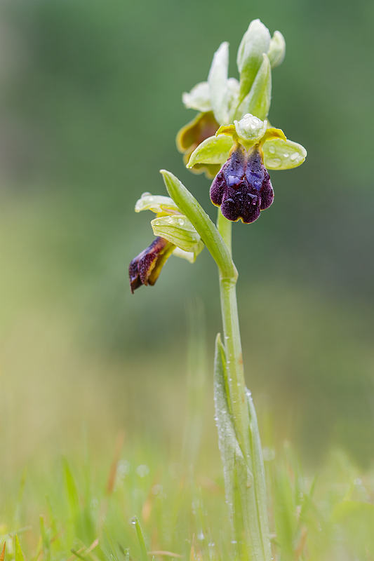 Ophrys fusca