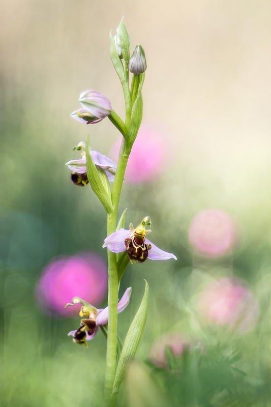 Ophrys apifera
