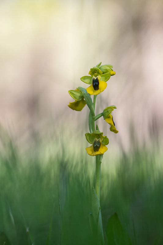 Ophrys lutea