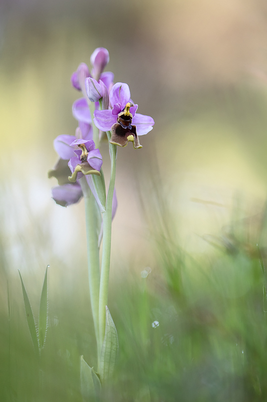 Ophrys tenthredinifera