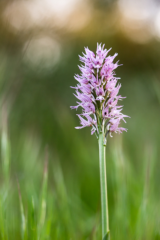 Orchis italica