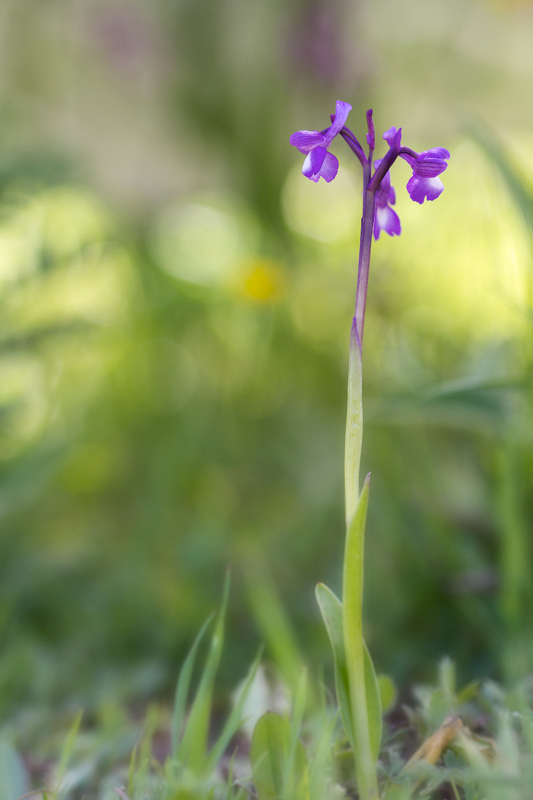 Orchis champagnenxii