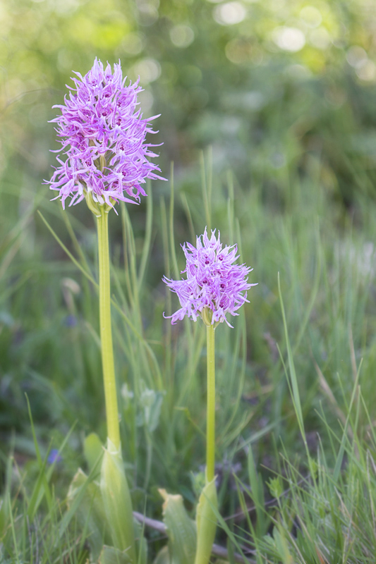 Orchis italica