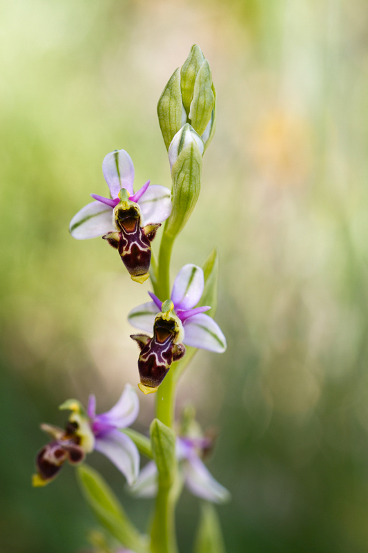 Ophrys scolopax