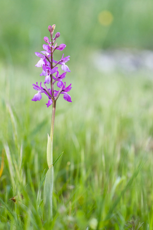 Orchis olbiensis