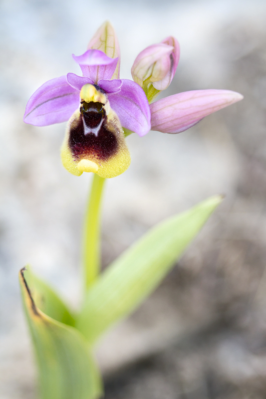 Ophrys tenthredinifera