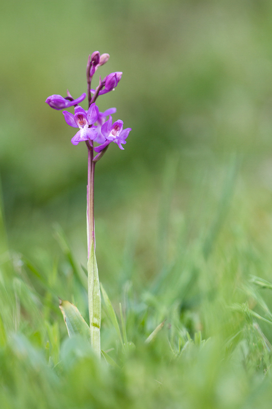 Orchis olbiensis