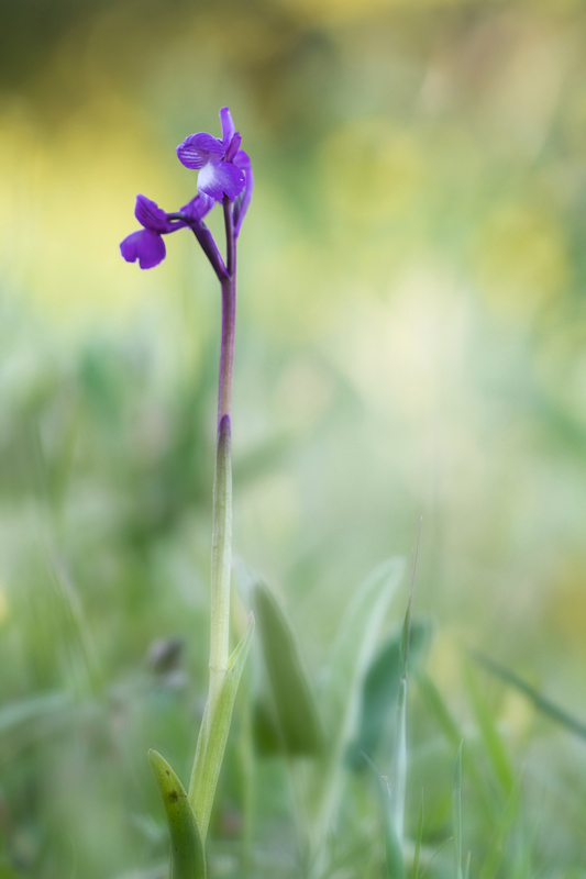 Orchis champagnenxii