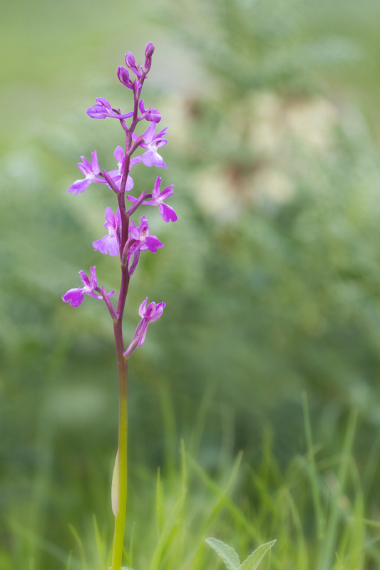 Orchis olbiensis