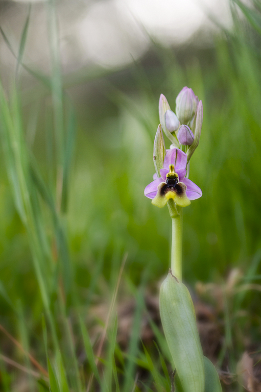 Ophrys tenthredinifera