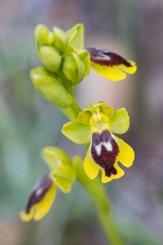 Ophrys lutea sp. quarteirae