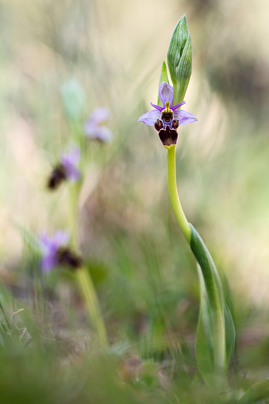 Ophrys scolopax