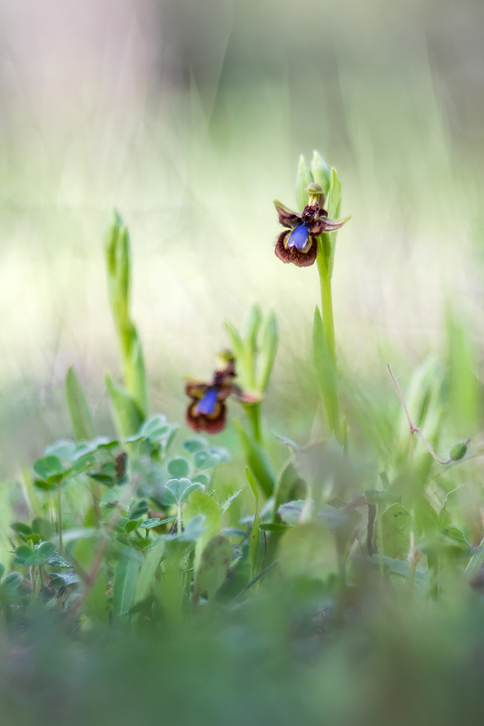 Ophrys speculum