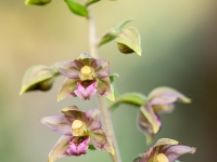 Epipactic treimolsii