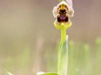Ophrys tenthredinifera