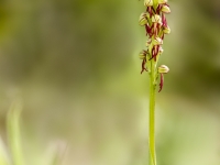 Aceras anthropophorum