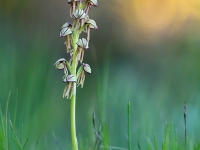 Aceras antropophorum