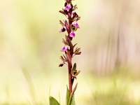Anacamptis collina