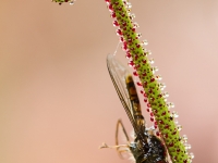 Drosophylum lusitanicum