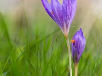 Crocus