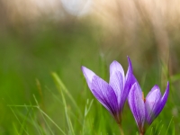 Crocus