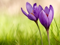 Crocus