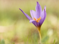 Crocus