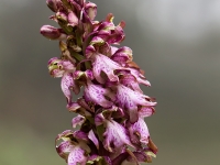 Hymatoglosum robertiano