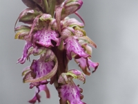 Hymatoglosum robertiano