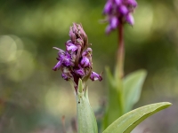 Hymatoglosum robertiano