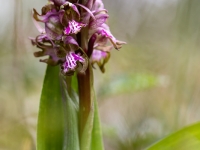Hymatoglosum robertiano