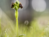Ophrys bombiliflora
