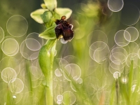 Bombiliflora efervescente