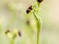 Ophrys bombyliflora