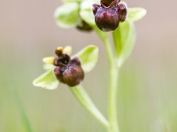 Ophrys bombyliflora