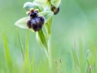 Ophrys bombyliflora