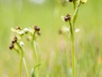 Ophrys bombyliflora