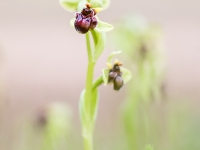 Ophrys bombyliflora