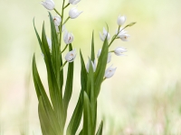 Cephalanthera longifolia