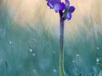 Orchis champagneuxii