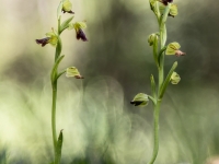 Walk like an egypcian