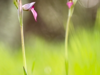 Conversaciones en el bosque