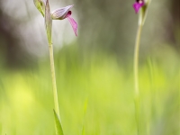 Conversaciones en el bosque