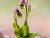 Dancing after the rain