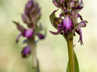 Hymantoglossum robertianum