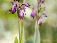 Hymantoglossum robertianum