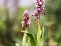 Himantoglossum robertianum